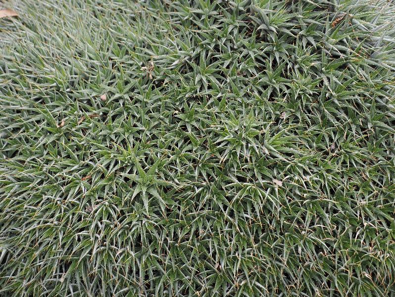 Cambridge, England: Botanic Garden: Deuterocohnia lorentziana