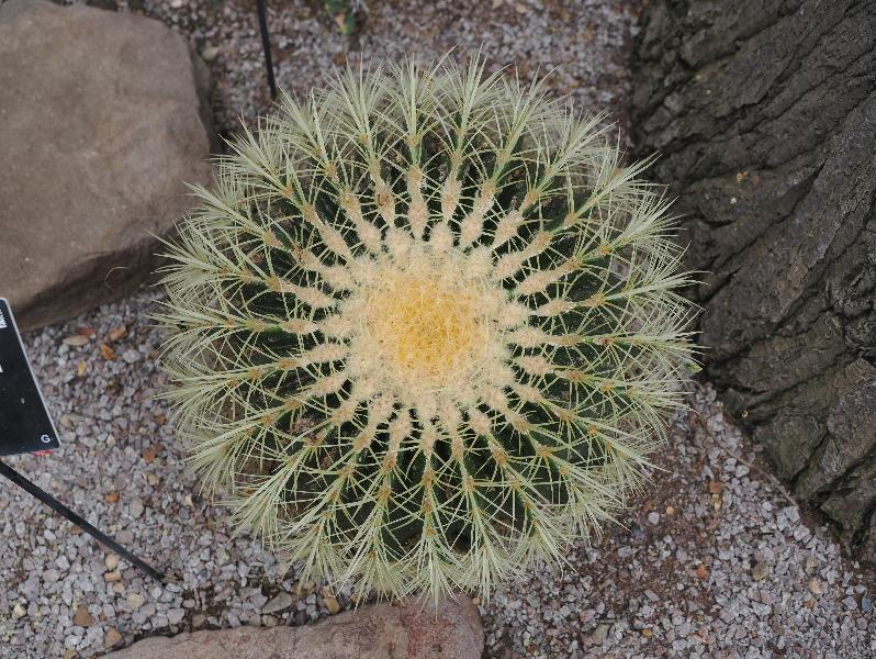 Cambridge, England: Botanic Garden: Golden Ball Cactus (Echinocactus grusonii)