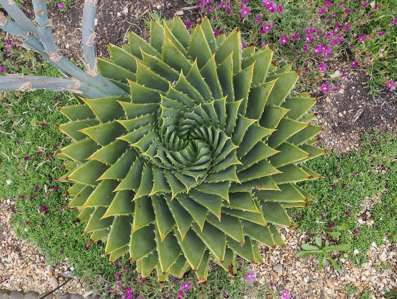 Cambridge, England: Botanic Garden: Spiral Aloe (Aloe polyphylla)