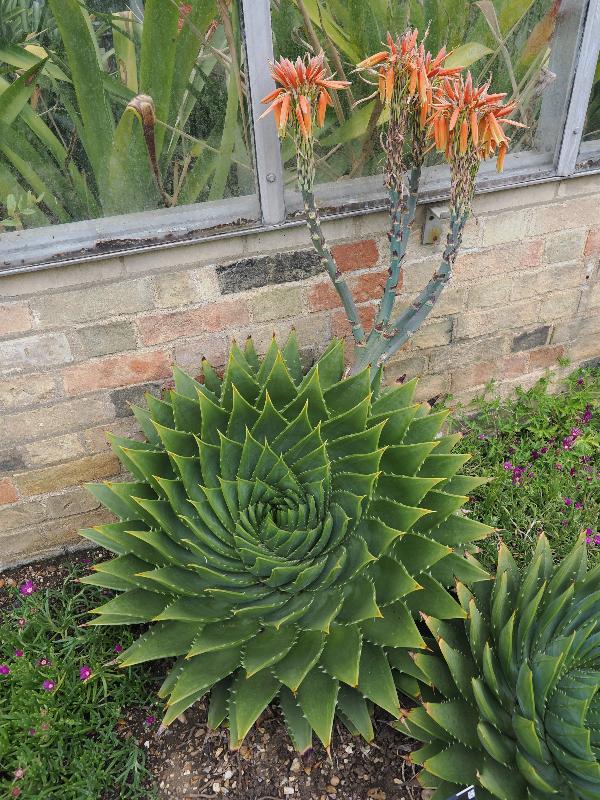 Cambridge, England: Botanic Garden: Spiral Aloe (Aloe polyphylla) with flower
