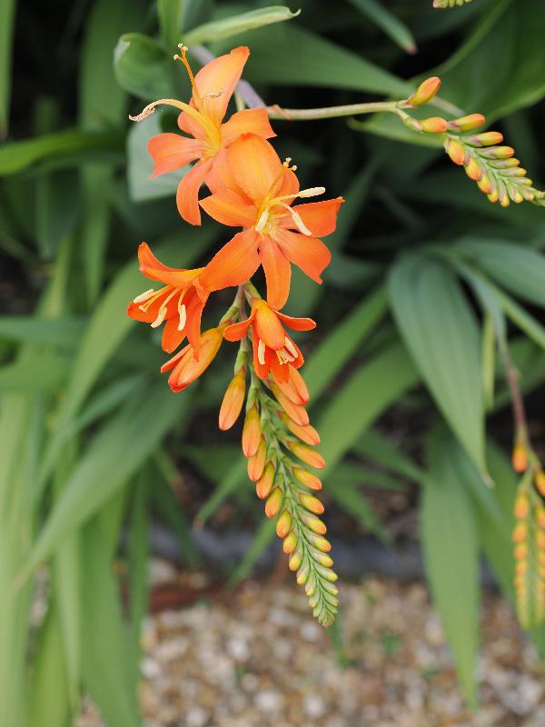 Cambridge, England: Botanic Garden: Giant Montbretia (Crocosmia masoniorum)