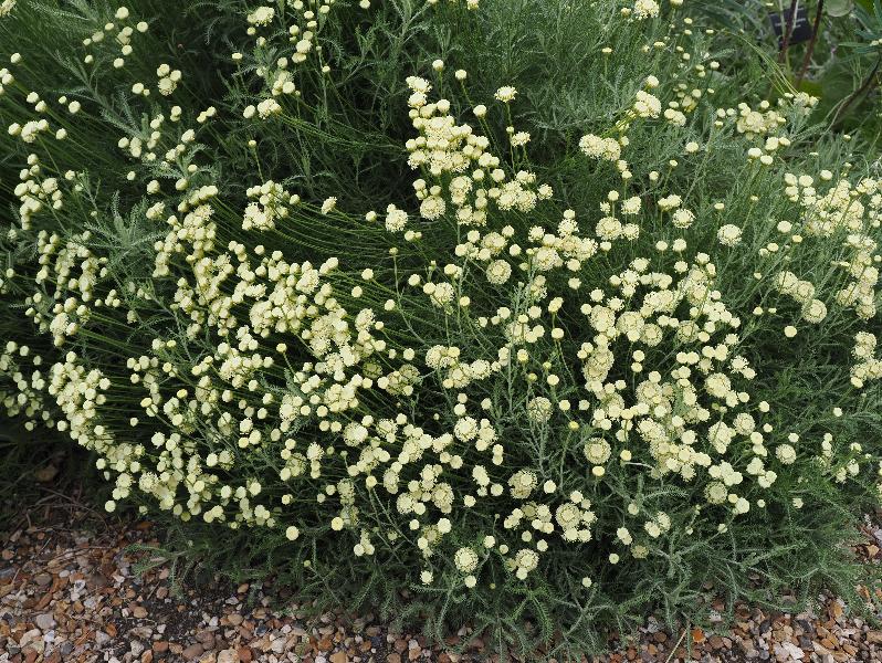 Cambridge, England: Botanic Garden: Lavender Cotton (Santolina chamaecyparissus var. neapolitana) with flowers