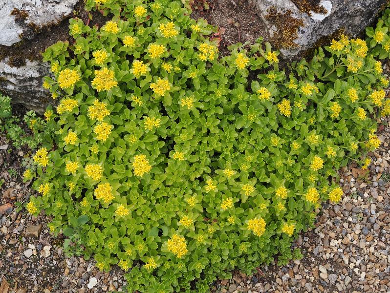 Cambridge, England: Botanic Garden: Stonecrop