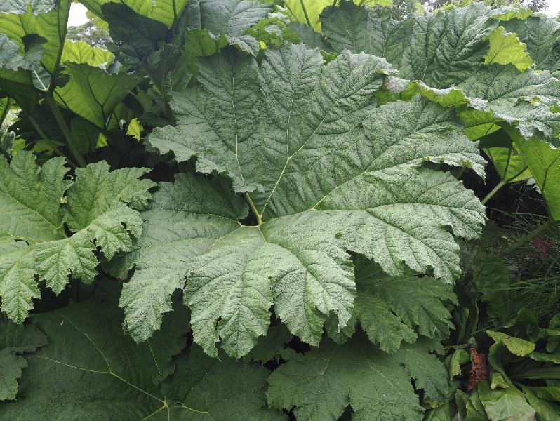 Cambridge, England: Botanic Garden: Giant Rhubarb (Gunnera manicata>/em>)