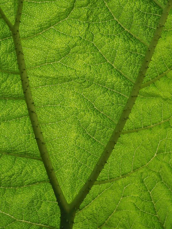Cambridge, England: Botanic Garden: Giant Rhubarb (Gunnera manicata>/em>), leaf from underneath