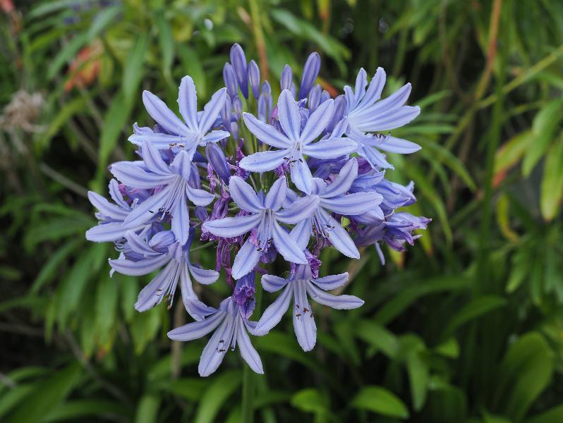 Eastbourne, England: King Edward's Parade: African lily (Agapanthus)