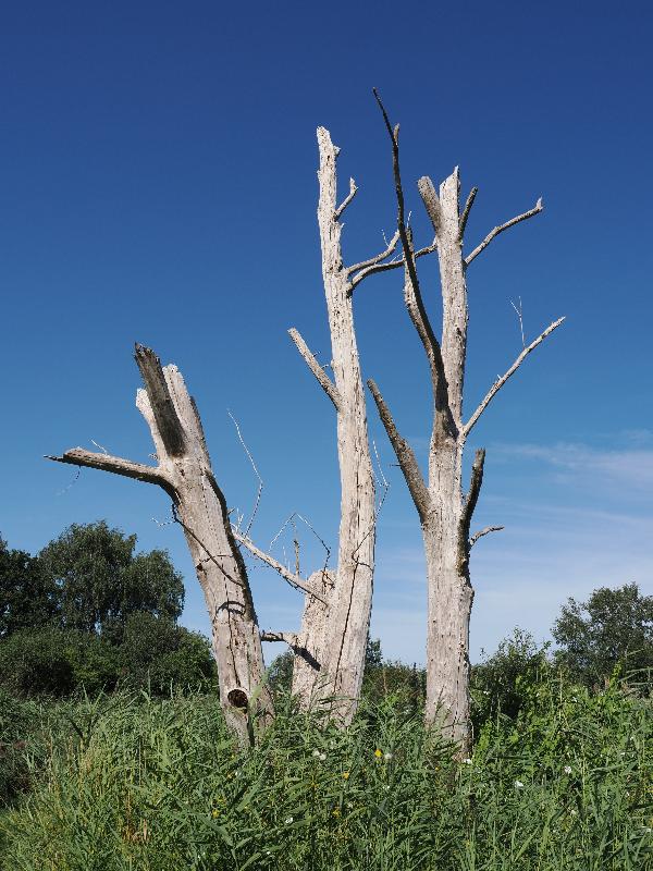 Wicken, England: Wicken Fen: dead trees
