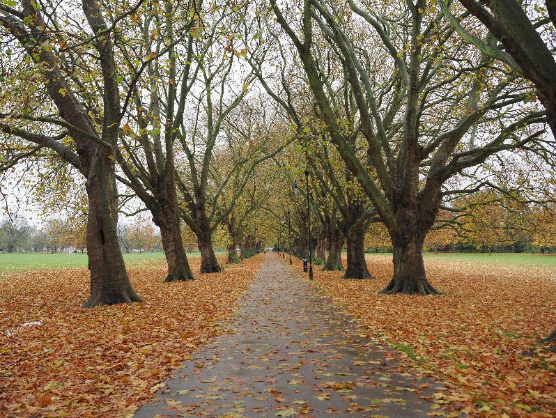 Cambridge, England: Jesus Green: Plane trees, late autumn