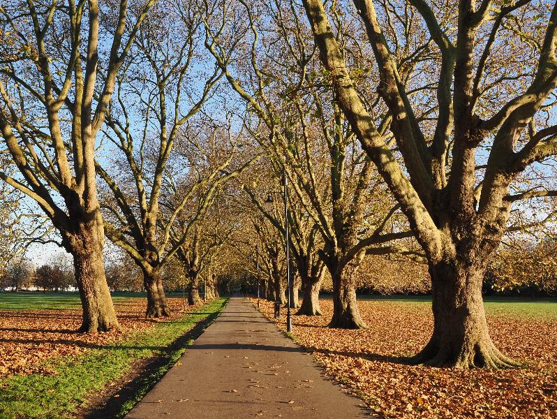 Cambridge, England: Jesus Green: Plane trees, sunny autumn day