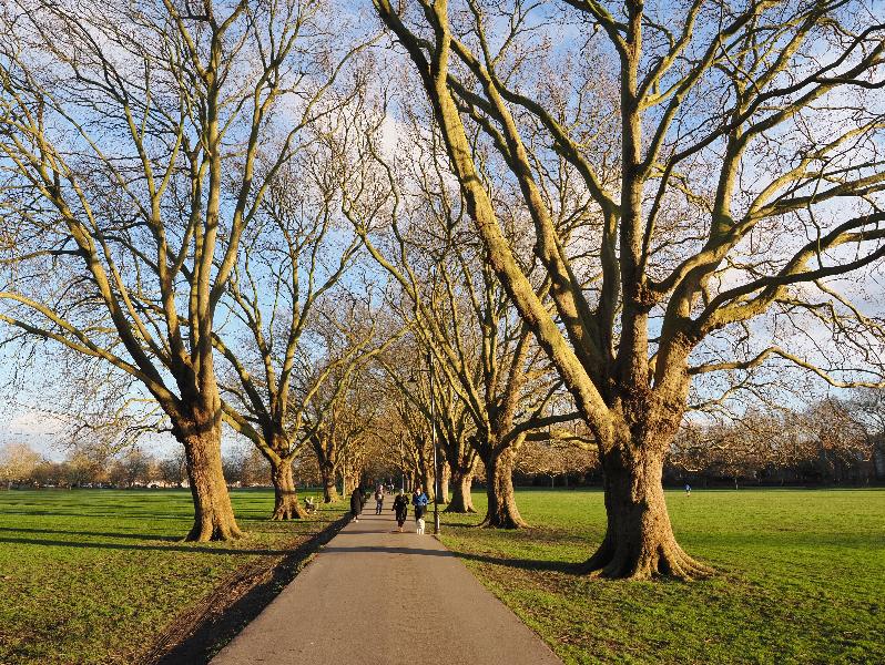 Cambridge, England: Jesus Green: Plane trees in winter sun