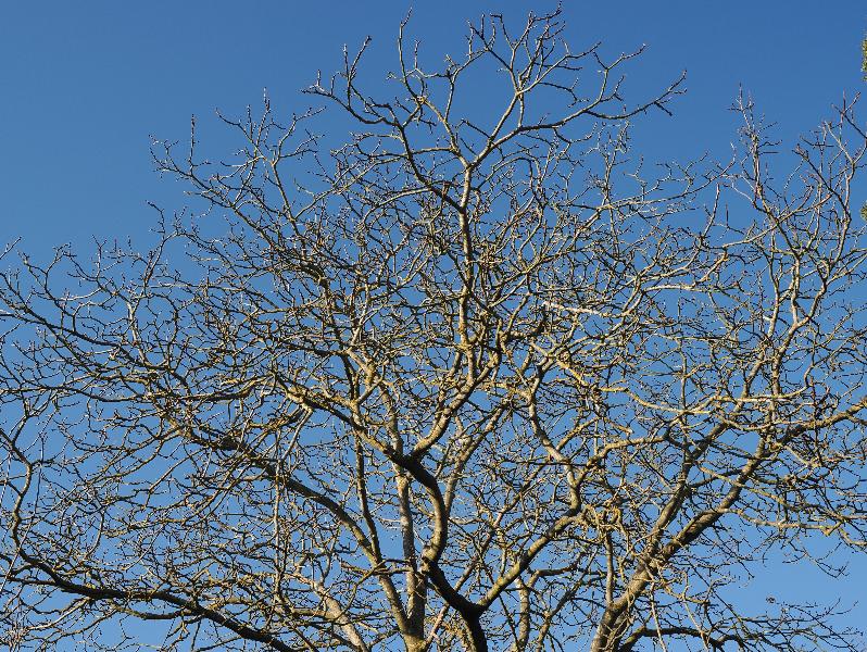 Cambridge, England: Roseford Road: walnut tree branches