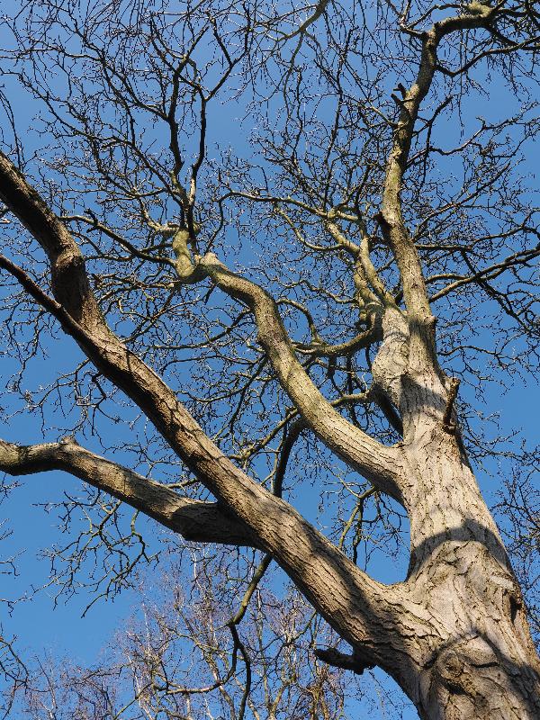 Cambridge, England: Roseford Road: walnut tree