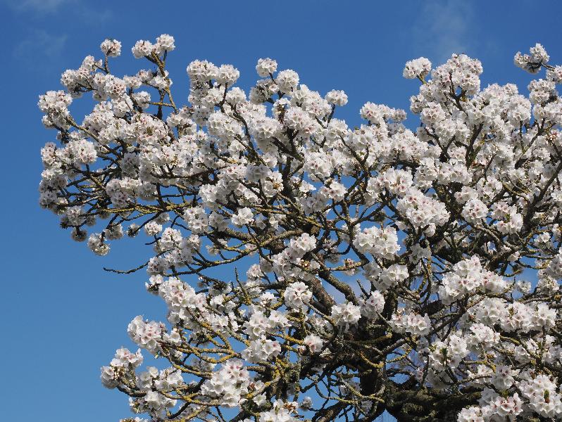 Cambridge, England: Roseford Road: cherry blossoms