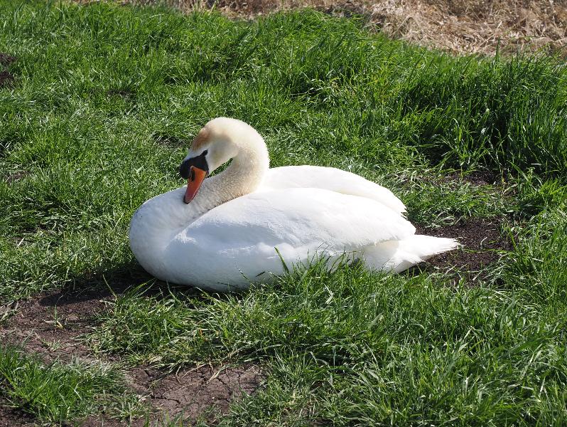 Wicken, England: Wicken Fen: swan on path