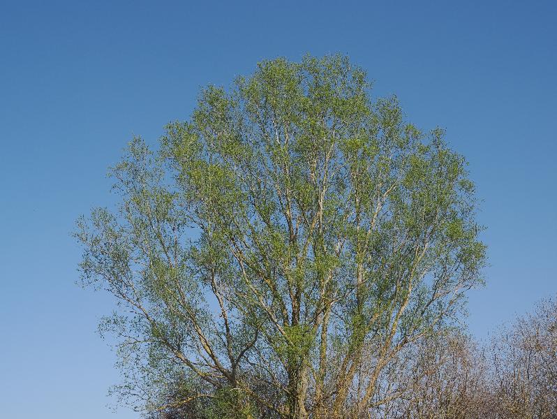 Wicken, England: Wicken Fen: tree with leaves just opening