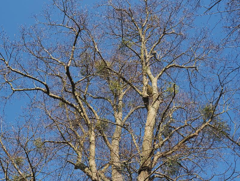 Cambridge, England: Ascension Parish Burial Ground: tree with mistletoe