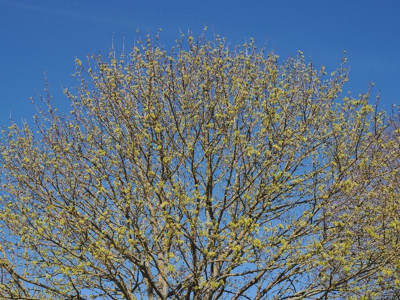 Cambridge, England: Histon Road: Cornus Mas