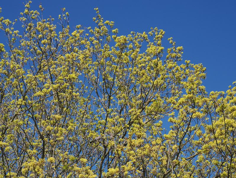 Cambridge, England: Histon Road: Cornus Mas