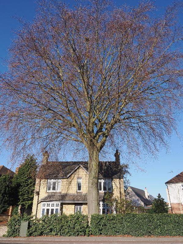 Cambridge, England: Histon Road: copper beech