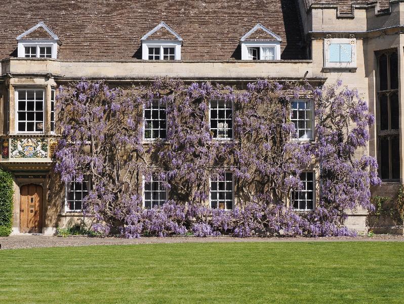 Cambridge, England: Christ's College: wisteria