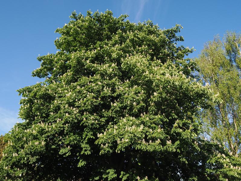Cambridge, England: Histon Road: Horse chestnut