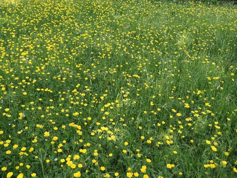 Cambridge, England: Sidney Sussex College: buttercups