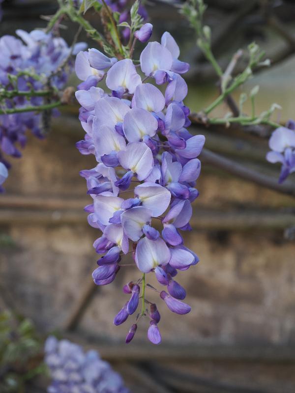 Cambridge, England: Sidney Sussex College: wisteria