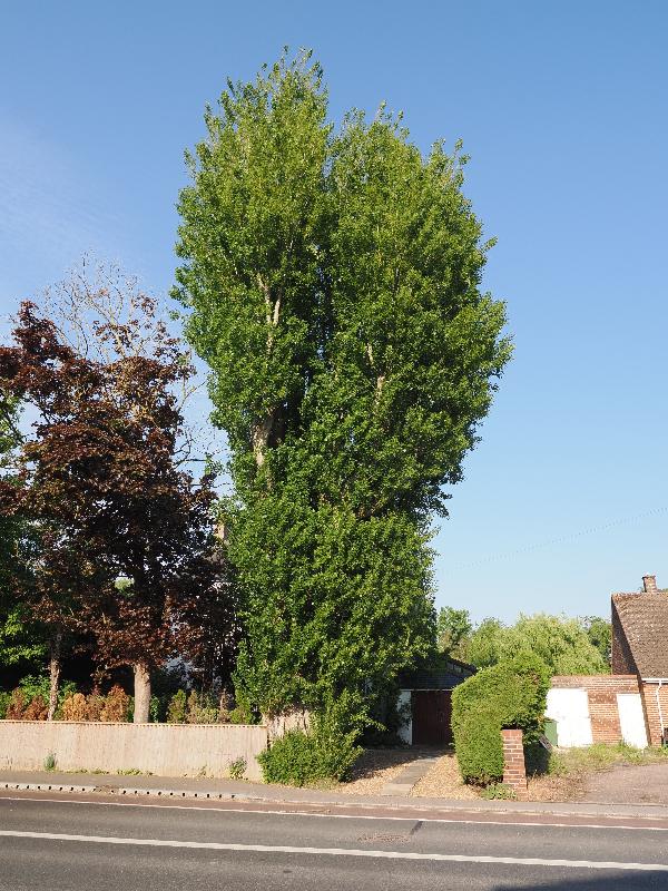 Cambridge, England: Histon Road: Poplar tree, young leaves