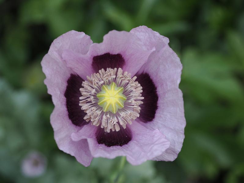Cambridge, England: Roseford Road: purple poppy