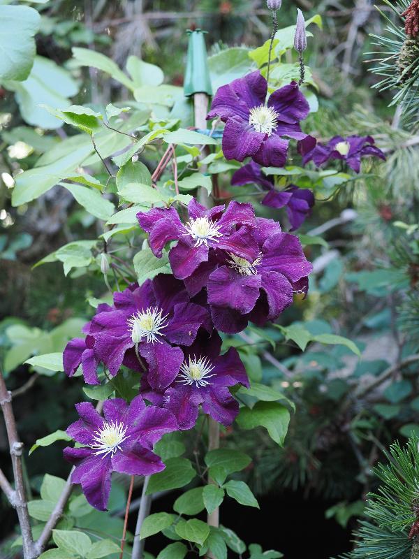 Cambridge, England: Roseford Road: purple clematis