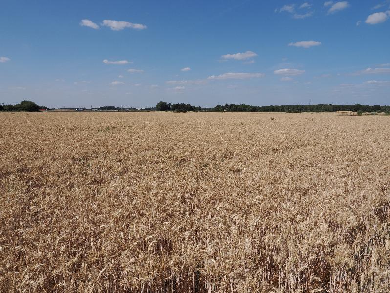 Cambridge, England: Darwin Green: wheat field, almost ready to harvest