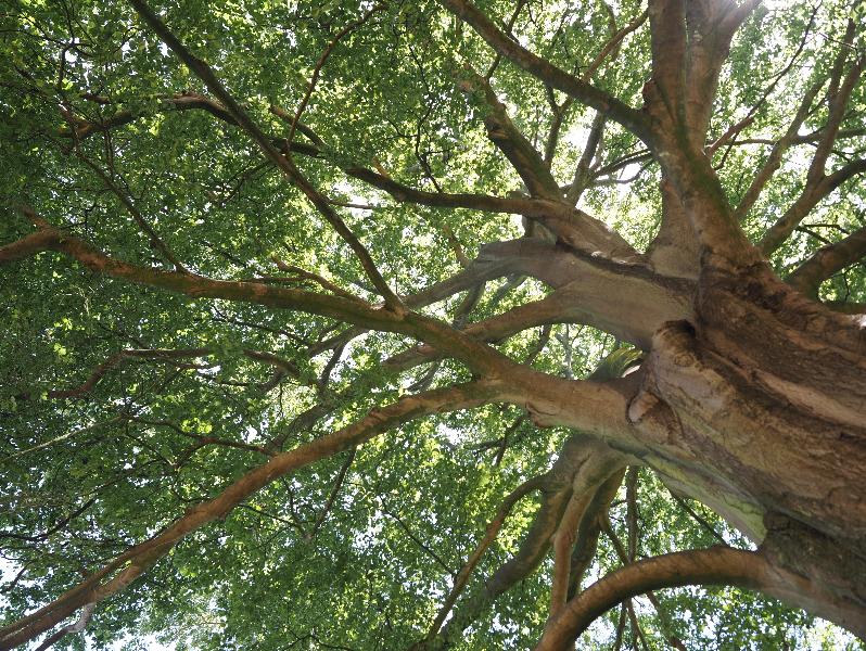 Cambridge, England: Sidney Sussex College: Beech tree