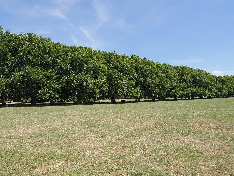 Cambridge, England: Jesus Green: Plane trees