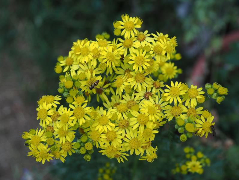 Cambridge, England: Roseford Road: Ragwort flowers, with hoverfly