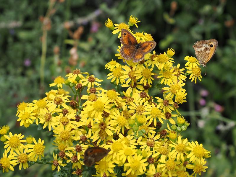 Cambridge, England: Roseford Road: Ragwort flowers, with Gatekeeper butterflies