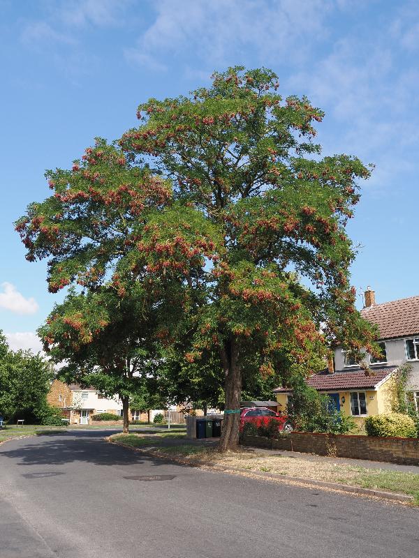 Cambridge, England: Perse Way: Black Locust (Robinia pseudoacacia) tree (felled by the city later in 2025)
