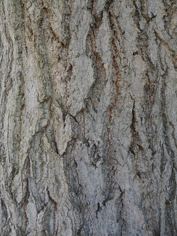 Ickworth, England: Ickworth House, garden: oak tree bark