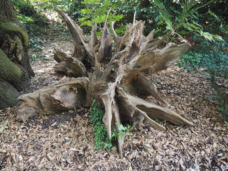 Ickworth, England: Ickworth House, garden: upside down stump