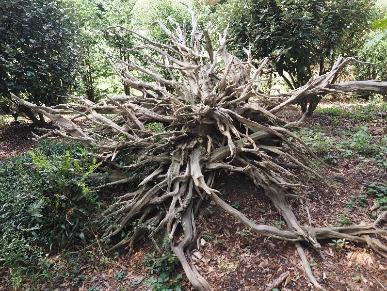 Ickworth, England: Ickworth House, garden: upside down stump