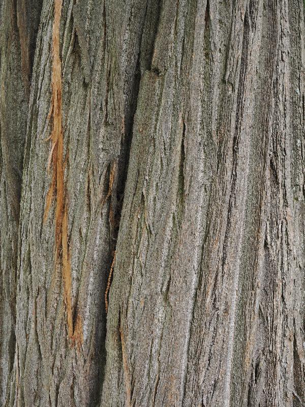 Ickworth, England: Ickworth House, garden: chestnut tree bark