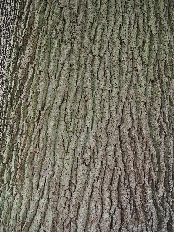 Ickworth, England: Ickworth House, garden: oak tree bark