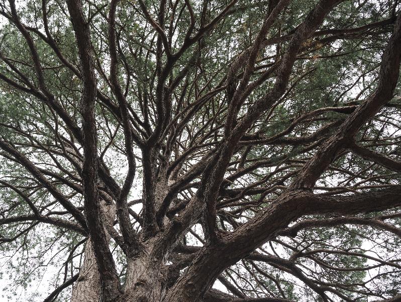 Ickworth, England: Ickworth House, garden: pine tree branches