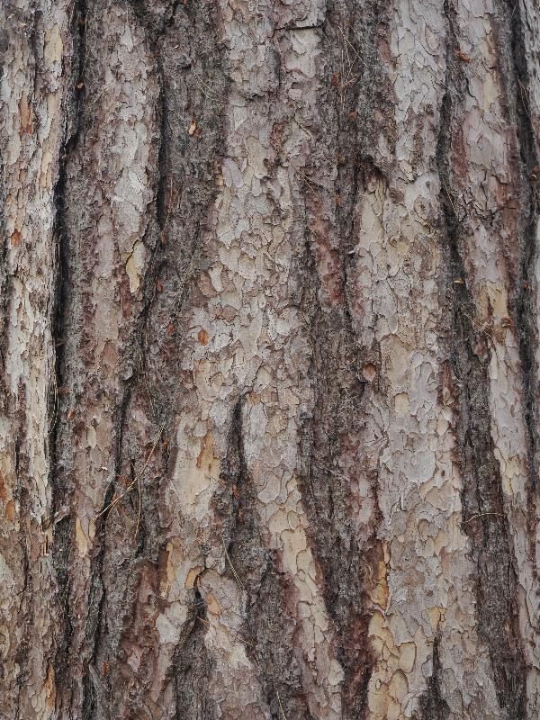 Ickworth, England: Ickworth House, garden: pine tree bark