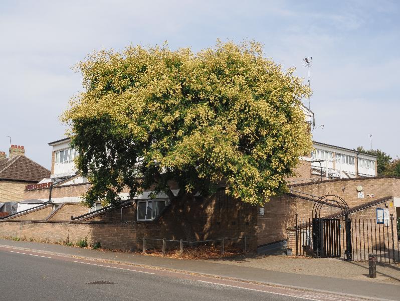 Cambridge, England: Histon Road: India tree (Koelreuteria paniculata)