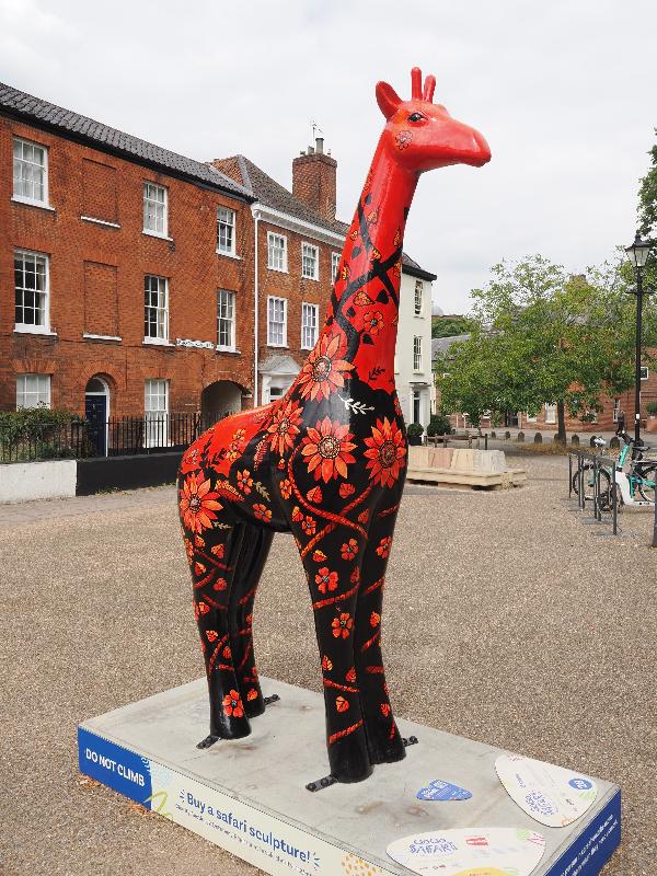 Norwich, England: Palace Street: Gazania (Jo Fiske)