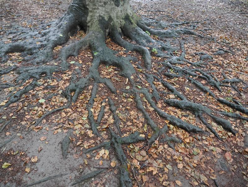 Stresa, Italy: public garden next to lake: beech tree roots