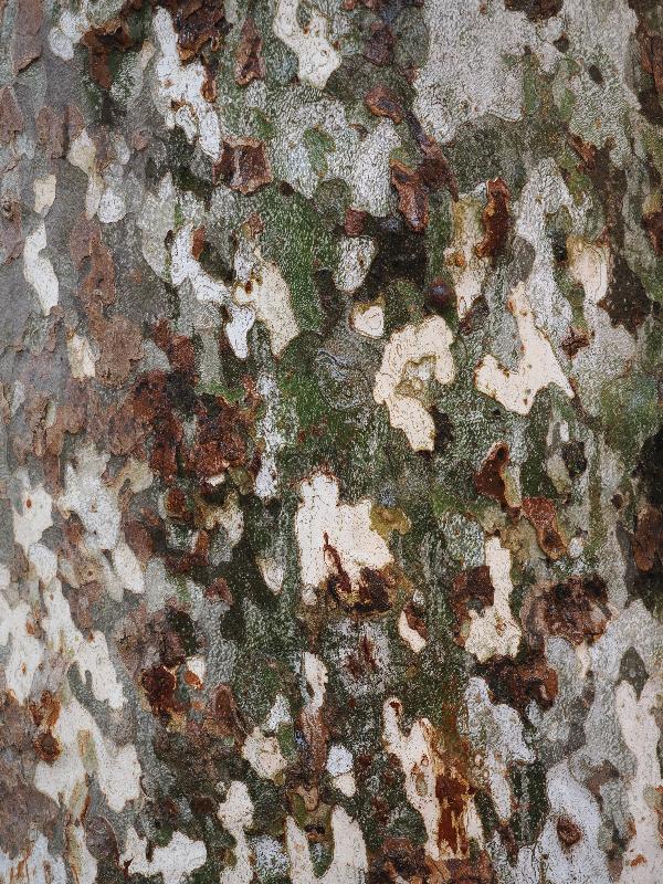 Stresa, Italy: public garden next to lake: Plane tree bark