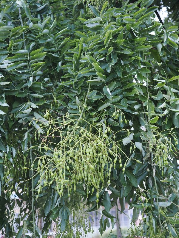 Stresa, Italy: public garden next to lake: Japanese Pagoda Tree (Styphnolobium Japonicum), leaves and seeds