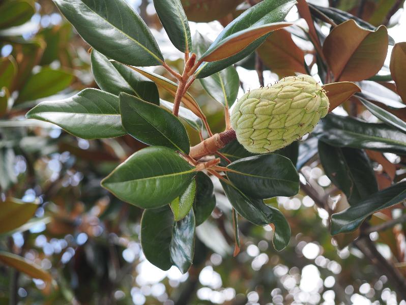 Stresa, Italy: Corso Umberto I: Magnolia tree, fruit
