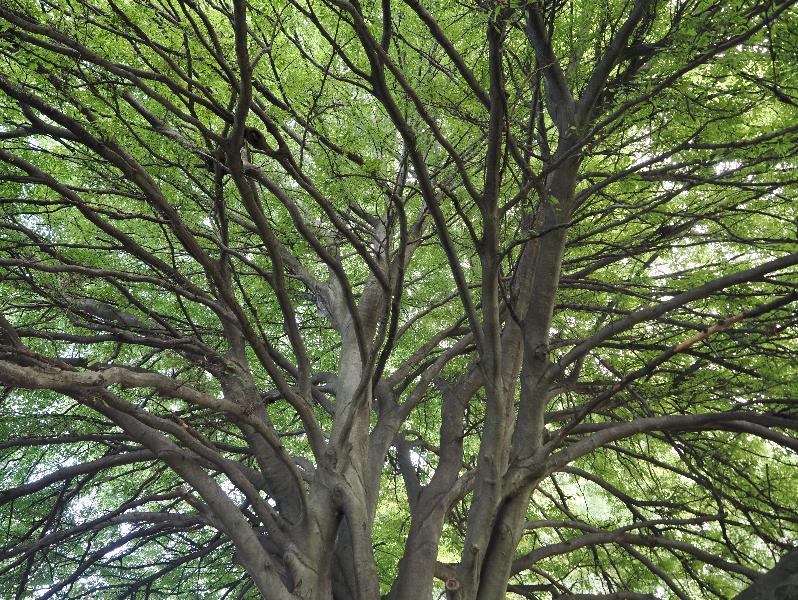 Stresa, Italy: public garden next to lake: Beech tree, branches